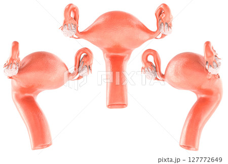 Uteruses with ovaries and fallopian tubes. Side and front, views. 3D rendering Uteruses with ovaries and fallopian tubes. Side and front, views. 3D rendering 127772649