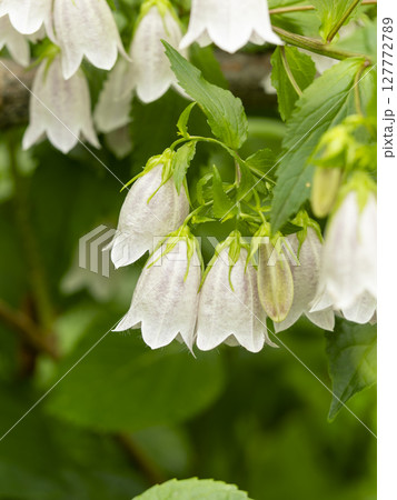 ホタルブクロの花のクローズアップ ホタルブクロの花のクローズアップ 127772789