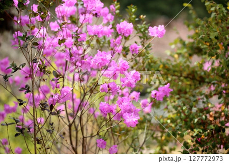 トサノミツバツツジの花 127772973