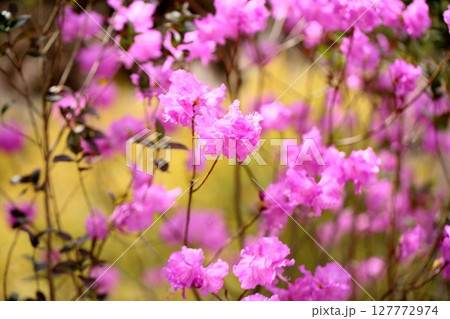 トサノミツバツツジの花 トサノミツバツツジの花 127772974