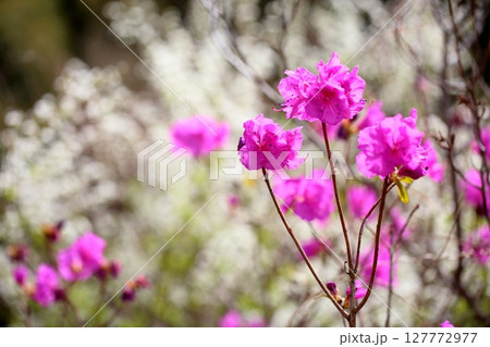 ゲンカイツツジの花 127772977