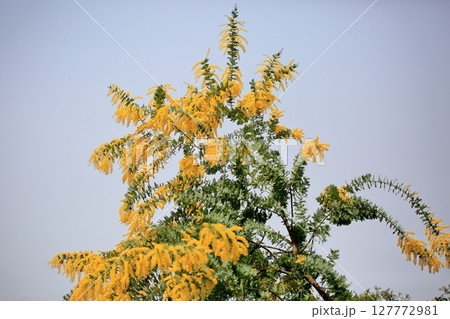 満開　ギンヨウアカシアの花 127772981