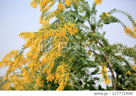 満開　ギンヨウアカシアの花 127772998