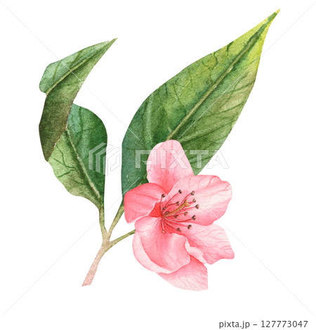 Watercolor pink flowers handmade. Flowers of peach, apple, apricot, cherry 127773047
