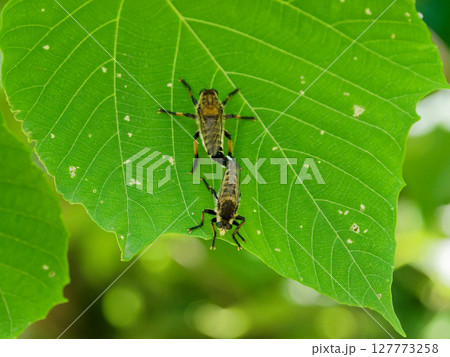 葉の上で観察した、ムシヒキアブ科シオヤアブの交尾行動 127773258