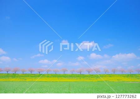 春風にゆれる思川桜と青空の風景 春風にゆれる思川桜と青空の風景 127773262