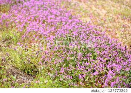 ホトケノザの花 群生 ホトケノザの花 群生 127773265