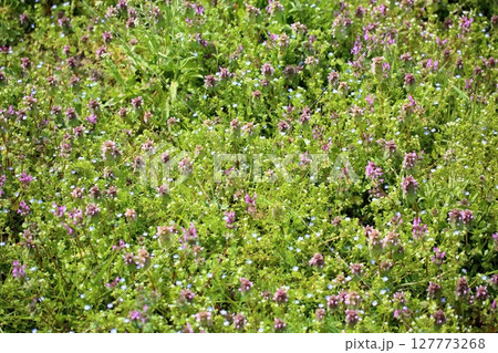 ヒメオドリコソウの花 127773268