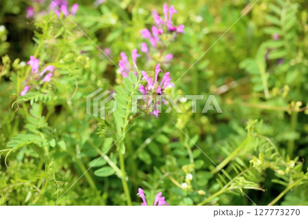 ホトケノザの花 ホトケノザの花 127773270