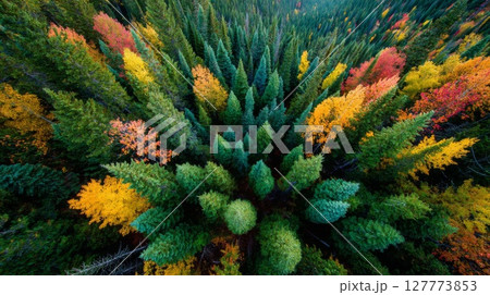 Aerial View of Colorful Autumn Forest 127773853