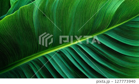 Closeup Detailed Green Leaf Texture 127773940