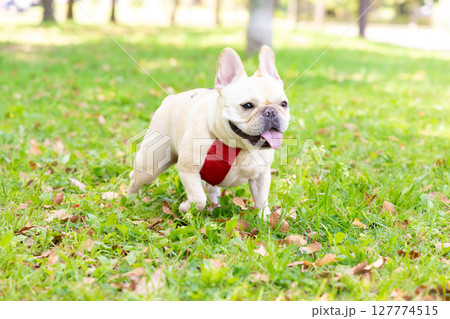 お散歩をしているフレンチブルドック 127774515