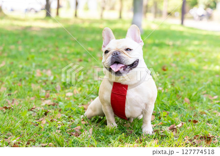 お散歩をしているフレンチブルドック 127774518