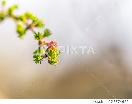 Larch tree fresh pink cones blossom at spring on nature background 127774625