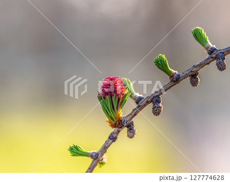 Larch tree fresh pink cones blossom at spring on nature background Larch tree fresh pink cones blossom at spring on nature background 127774628