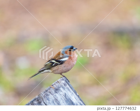 Common chaffinch, Fringilla coelebs, sits on a tree. Common chaffinch in wildlife. 127774632