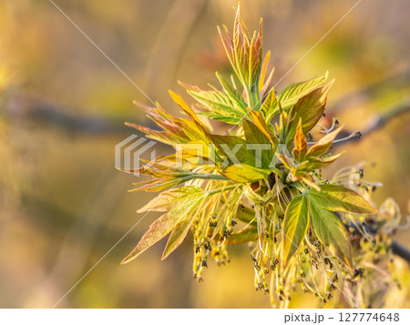 Acer negundo, Box elder, boxelder, ash-leaved and maple ash, Manitoba, elf, ashleaf maple male inflorescences and flowers on branch outdoor. Acer negundo, Box elder, boxelder, ash-leaved and maple ash, Manitoba, elf, ashleaf maple male inflorescences and flowers on branch outdoor. 127774648