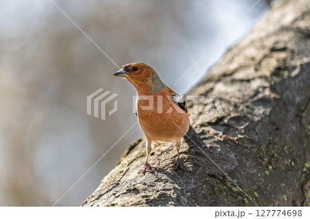 Common chaffinch, Fringilla coelebs, sits on a tree. Common chaffinch in wildlife. 127774698