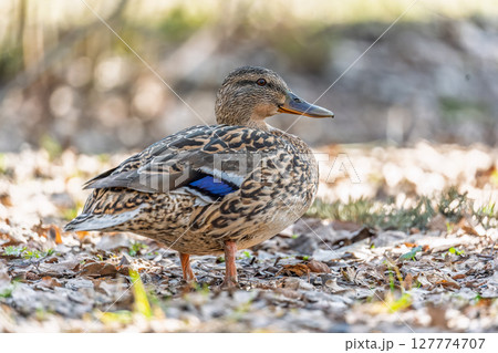 A duck female stands on its paws on the green shore of a pond. A duck female stands on its paws on the green shore of a pond. 127774707