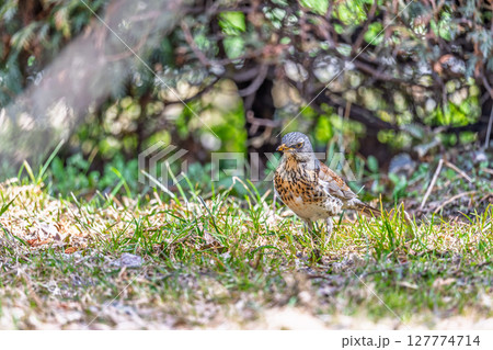 Wood bird Fieldfare, Turdus pilaris, on a sprng lawn. Wood bird Fieldfare, Turdus pilaris, on a sprng lawn. 127774714