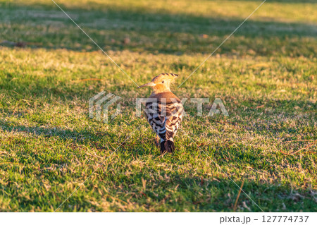 Eurasian hoopoe or Common hoopoe (Upupa epops) bird close-up on natural green grass background 127774737