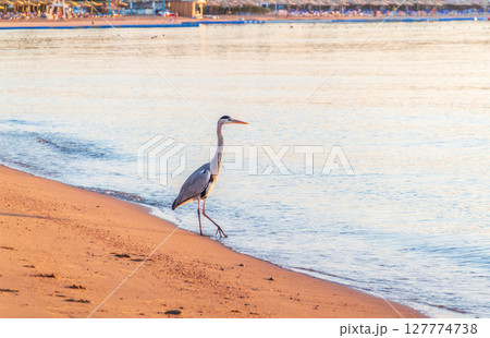 Gray heron fishing on the beach of the Red Sea. Naama Bay beach, Sharm El Sheikh, Egypt 127774738
