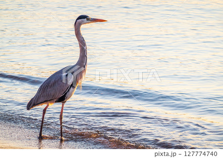 A heron hunting in the sea. Grey heron on the hunt 127774740