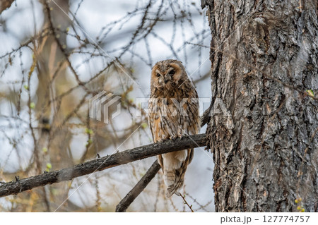 Long-eared owl (Asio otus), looking forward with wide opened eyes 127774757