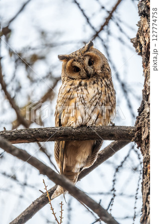 Long-eared owl (Asio otus), looking forward with wide opened eyes 127774758