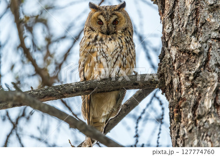 Long-eared owl (Asio otus), looking forward with wide opened eyes 127774760