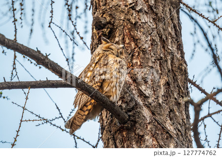 Long-eared owl (Asio otus), looking forward with wide opened eyes 127774762