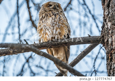 Long-eared owl (Asio otus), looking forward with wide opened eyes Long-eared owl (Asio otus), looking forward with wide opened eyes 127774767