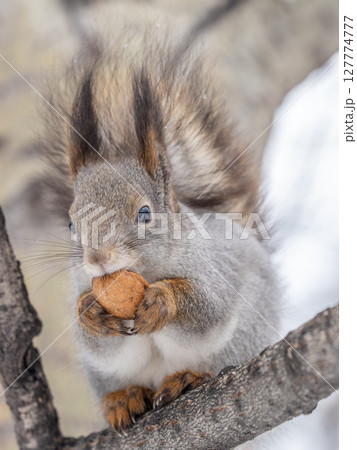 The squirrel with nut sits on tree in the winter or late autumn The squirrel with nut sits on tree in the winter or late autumn 127774777