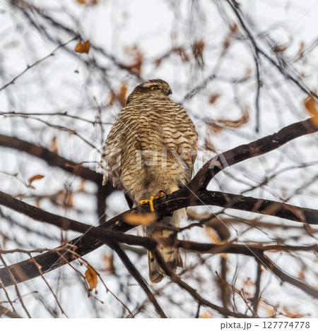 A Eurasian sparrowhawk perched on a branch of a tree outdoors. 127774778