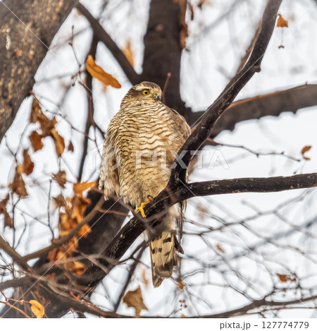 A Eurasian sparrowhawk perched on a branch of a tree outdoors. A Eurasian sparrowhawk perched on a branch of a tree outdoors. 127774779