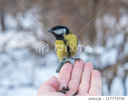 A tit sits on a man's hand and eats seeds. A tit sits on a man's hand and eats seeds. 127774780