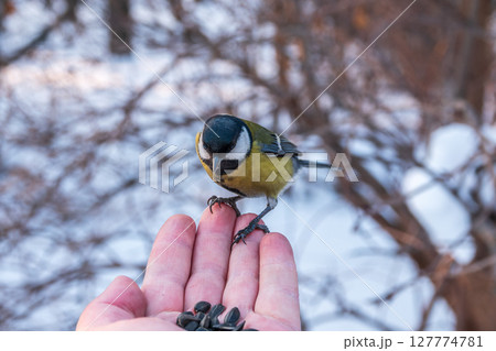 A tit sits on a man's hand and eats seeds. 127774781