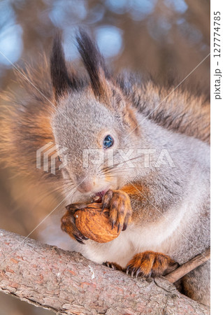 The squirrel with nut sits on tree in the winter or late autumn 127774785