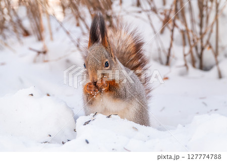 Portrait of a squirrel in winter on white snow background 127774788