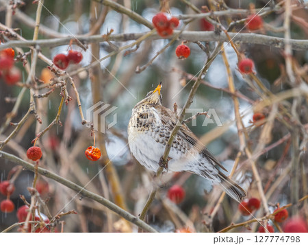 Fieldfare sitting on the bush and feeding on wild red apples in winter or early spring time. 127774798