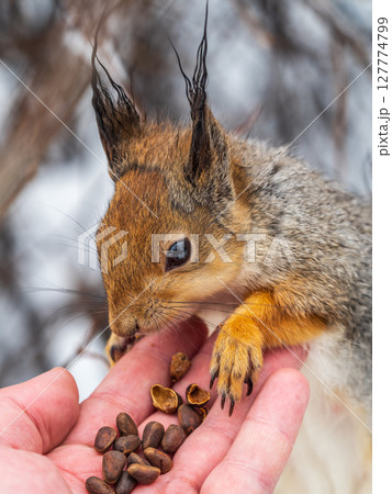 Squirrel eats nuts from a man's hand. Caring for animals in winter or autumn. Squirrel eats nuts from a man's hand. Caring for animals in winter or autumn. 127774799