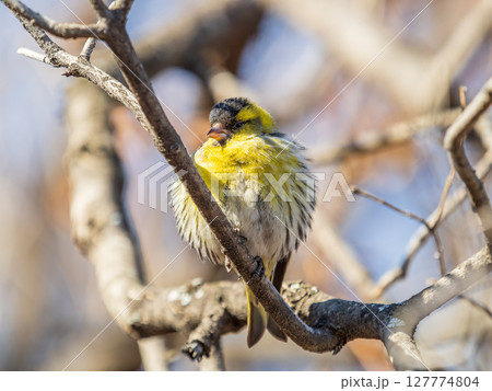 Eurasian siskin male, latin name spinus spinus, sitting on branch of tree. Cute little yellow songbird. 127774804