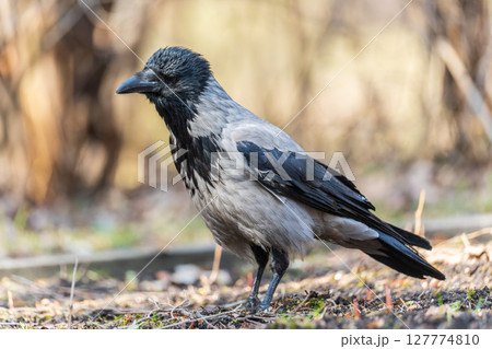 Hooded crow, corvus cornix, standing on the lawn in the spring or summer 127774810