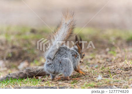 Squirrel in autumn or spring with nut on the green grass with fallen yellow leaves Squirrel in autumn or spring with nut on the green grass with fallen yellow leaves 127774820