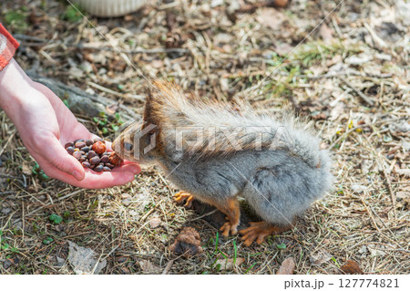 A squirrel in the spring or autumn eats nuts from a human hand. Eurasian red squirrel, Sciurus vulgaris 127774821