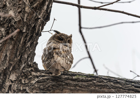 Long-eared owl (Asio otus), looking forward with wide opened eyes Long-eared owl (Asio otus), looking forward with wide opened eyes 127774825