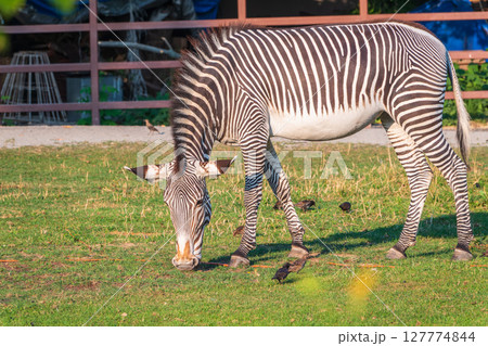 Grevy's zebra, lat Equus grevyi, also known as the imperial zebra eats green grass. Grevy's zebra, lat Equus grevyi, also known as the imperial zebra eats green grass. 127774844
