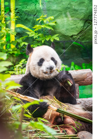The Giant Panda Bear sits while eating a bamboo stalk 127774852
