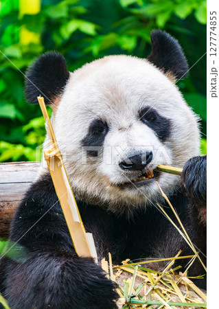 The Giant Panda Bear sits while eating a bamboo stalk 127774855