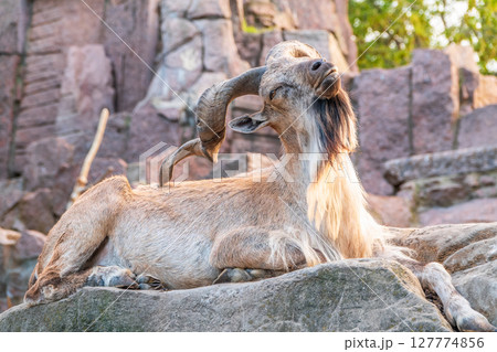 Close-up portrait of Markhor, Capra falconeri, wild goat native to Central Asia, Karakoram and the Himalayas 127774856